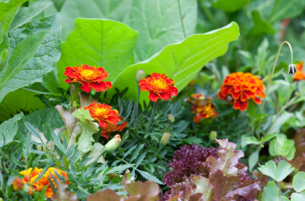 Kombinasi Tanaman Buah dan Hias